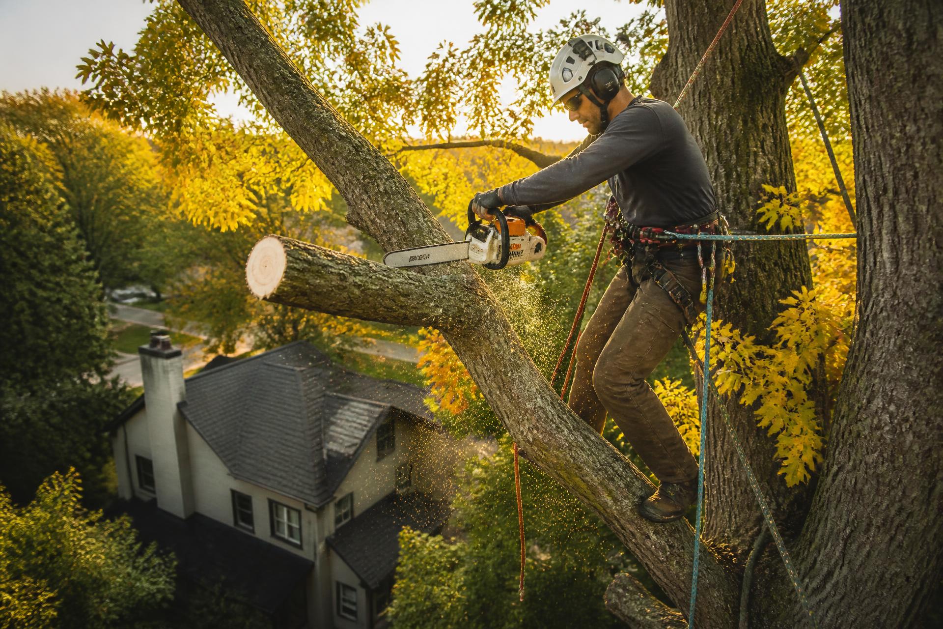 ARNYTREE Service LLC arborist performing professional tree removal on a Minnesota residential property